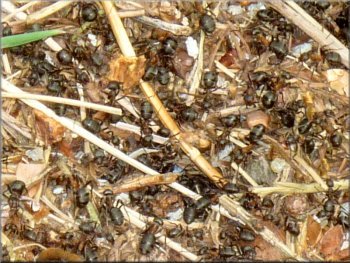Mass of busy wood ants on their nest