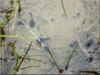 Tadpoles thriving in a puddle by the track