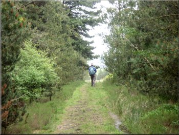 Path through East Moor Wood