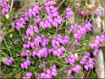 Bell heather in full bloom by the track