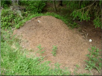 Large wood ants' nest