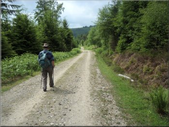 Following the forest track west of Bogmire Gill