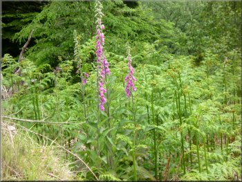 Foxgloves by the track