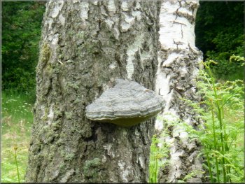 Large bracket fungus on a birch tree