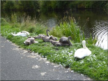 Protective parents with their brood of cygnets