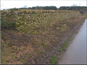 Reconstructed dry stone wall on Westfield Lane