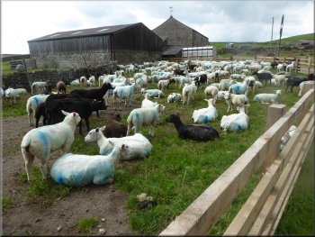 Flock of sheep in a holding pen by the track in Bordley