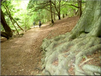 Woodland path climbing up around the side of Arnside Knott