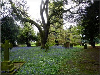 Bluebells in the churchyard at Wragby Parish Church