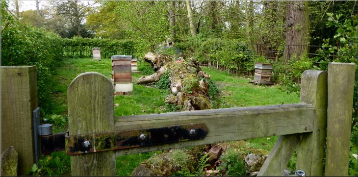 This apiary by the path is the source of the low flying bees