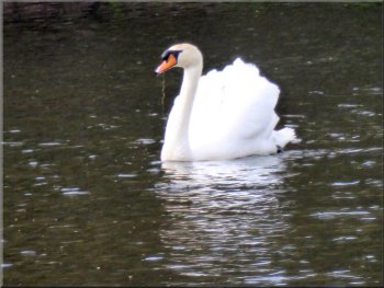Male swan, cob, on gaurd duty, his mate, pen, is on their nest