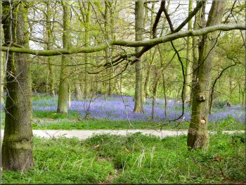 Bluebells in the woods by the Lower Lake