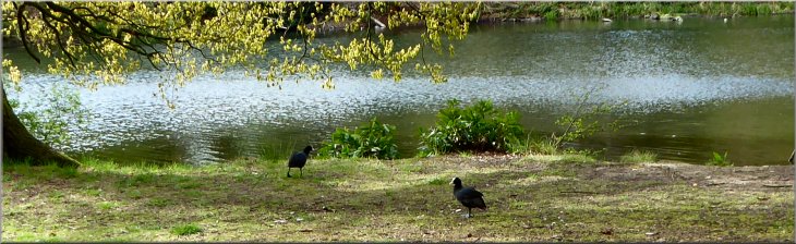 A pair of coots on the bank of the lake