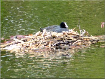 Coot nesting on the lake