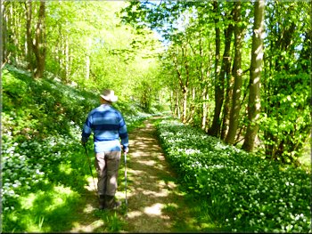 Track through the wild garlic up Riccal Dale