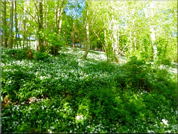 The air was full of the scent of wild garlic
