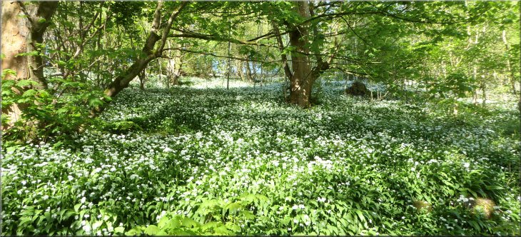 The whole valley side here was covered in wild garlic (ramsons)