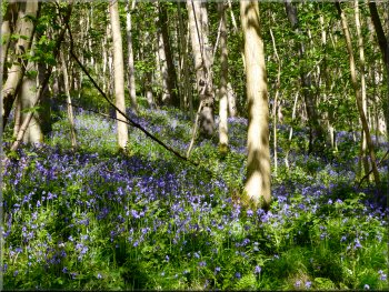 Bluebells on the valley side above the track