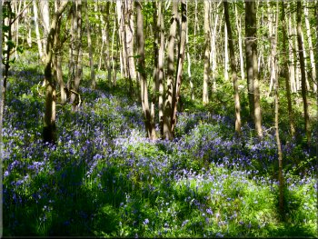Bluebells in the dappled sunlight under the trees
