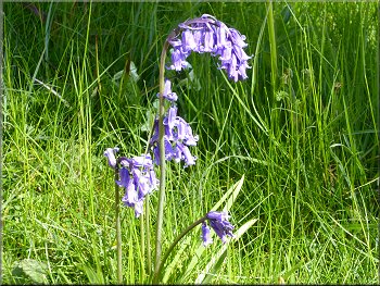 A lovely example of a native English Bluebell
