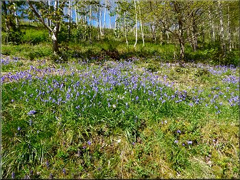 Bluebells everywhere as we climbed up the hillside