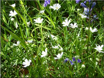 Stitchwort with a few bluebells by the path