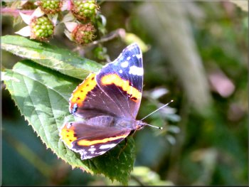 One of several red admiral butterflies by the path