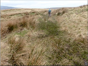 Fullowing the boggy Ribble Way through the coarse grass