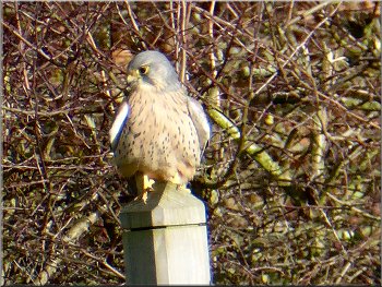 Kestrel that perched on a post ahead of us