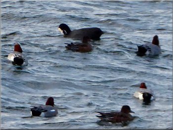 Wigeon (& others) bobbing on the choppy lake