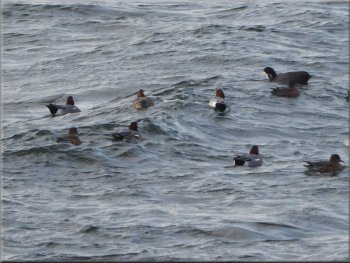 Wigeon (& others) bobbing on the choppy lake