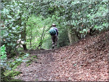 Path climbing up through woodland