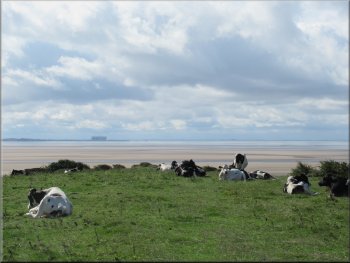 Dairy cattle chewing the cud by the trig point