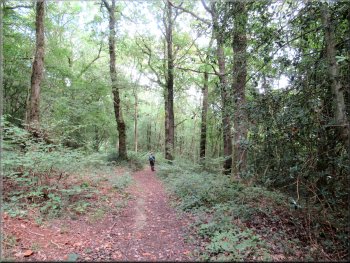 Clear path through Humphrey Head Wood