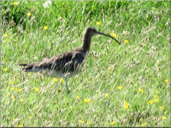 A curlew in a field next to Hills Lane
