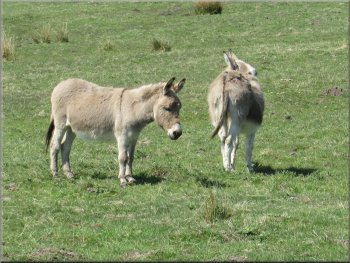The donkeys were keeping clear of the horses
