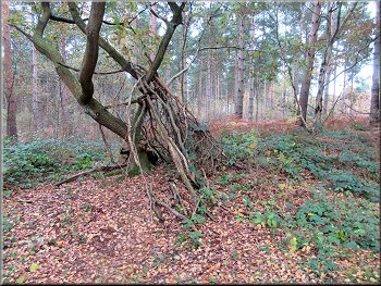 Remains of a den in the woods