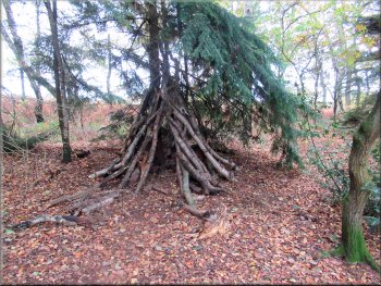 Another den in the woods