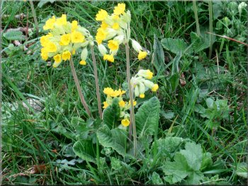 The grass verge was dotted with lovely cowslips