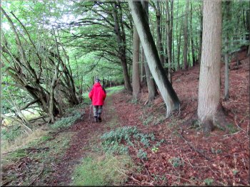 Bridleway along a pleasant track through the wood