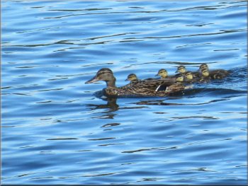 Family of mallard ducks near the river's edge
