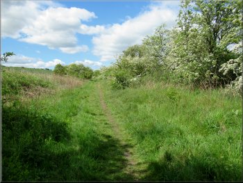 Path along the disused railw heading towards Sprouston