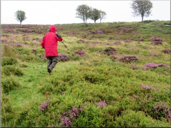 Crossing the bilberries & heather from the green track