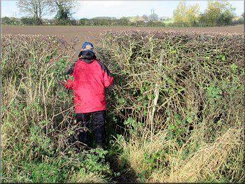 Gap in the hedge to the next field