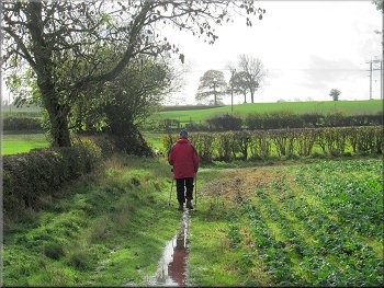 Ripon Rowel route along the field edge