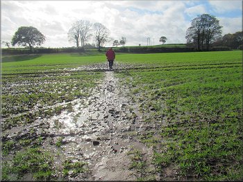 Muddy path across a cultivated field