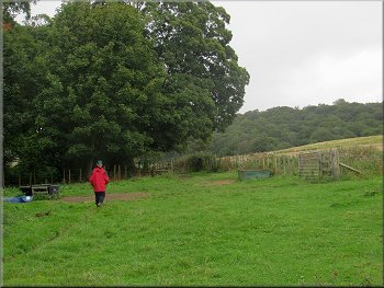Crossing the field to the end of a strip of woodland