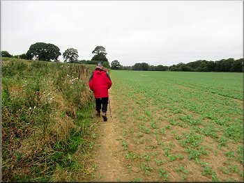 Path along the edge of this large field of turnips