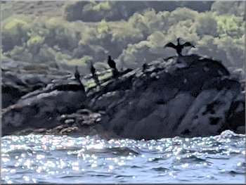 Cormorants on Boor Rocks