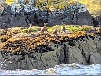 This year's young Cormorants on Boor Rocks